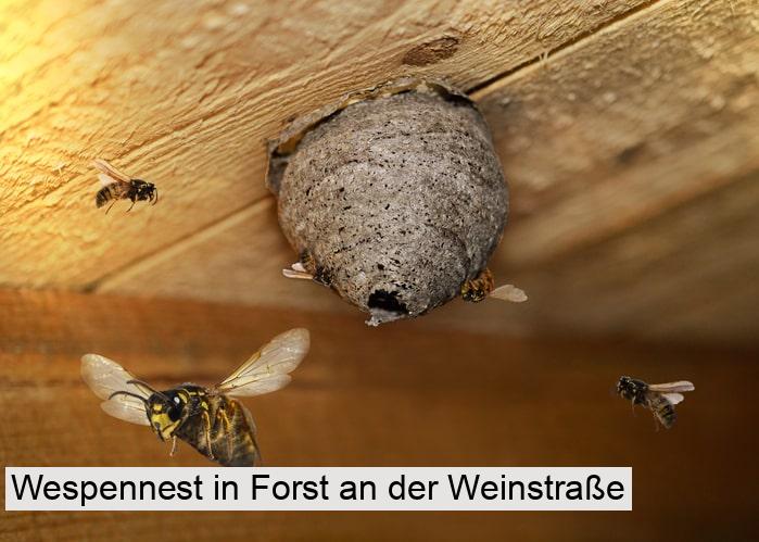 Wespennest in Forst an der Weinstraße